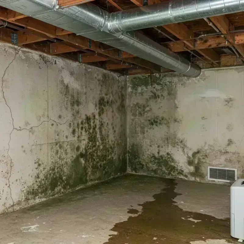 Professional Mold Removal in Byrdstown, TN